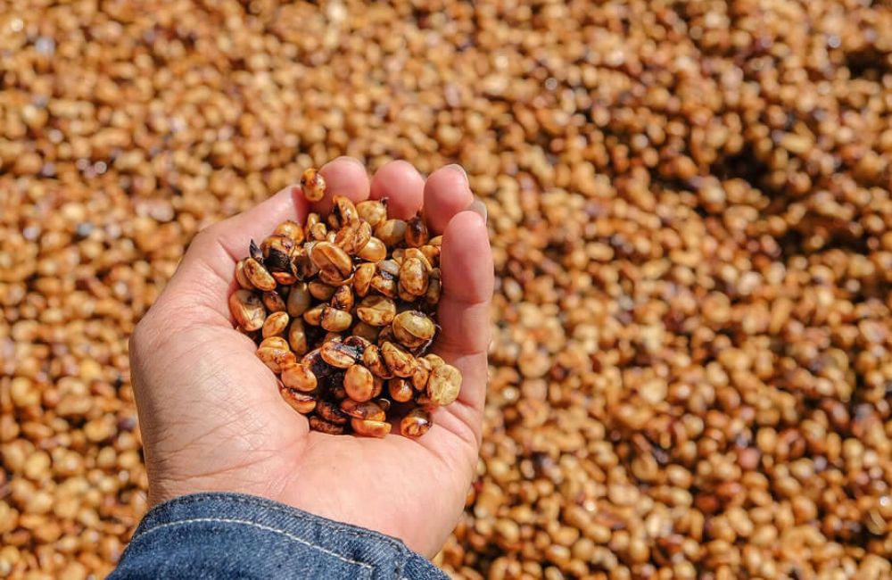 Qué es el café proceso honey Qué es el café proceso honey