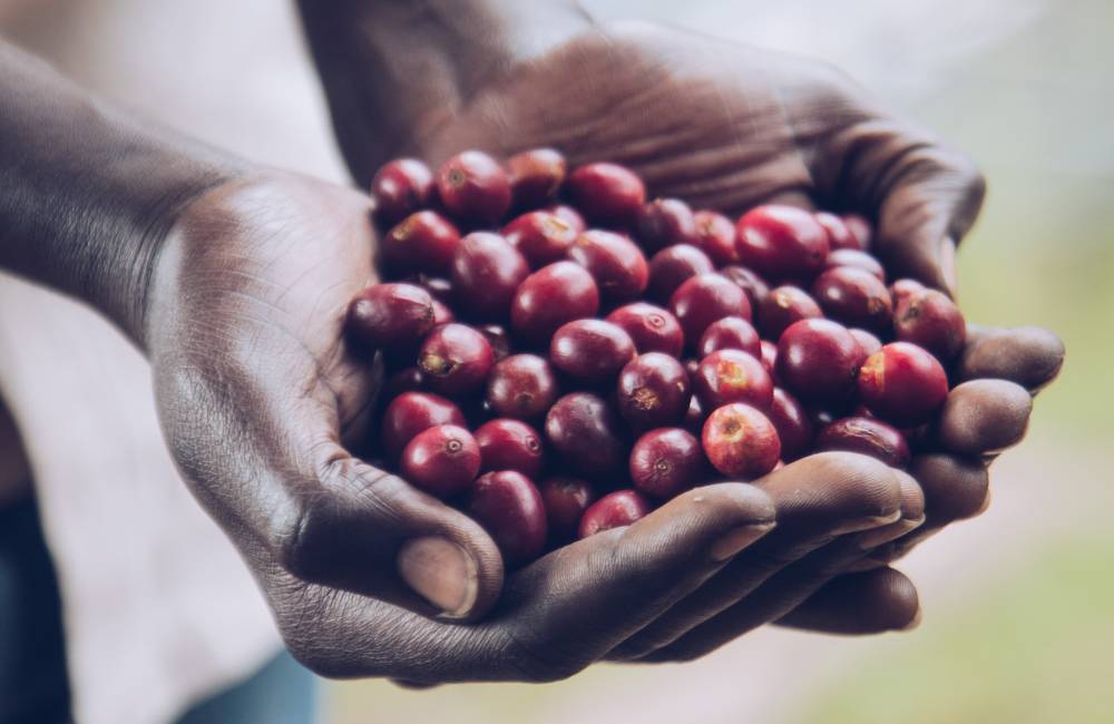 ¿Qué es el café proceso lavado?
