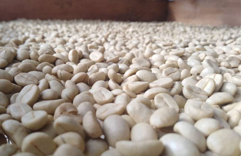 ¿Qué es el café proceso lavado?