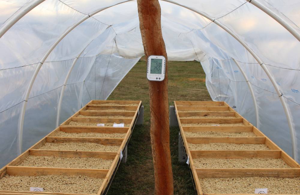 ¿Qué es el café proceso lavado?