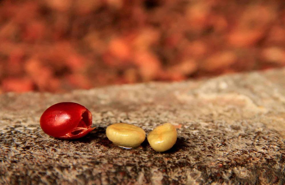 ¿Qué es el café proceso lavado?