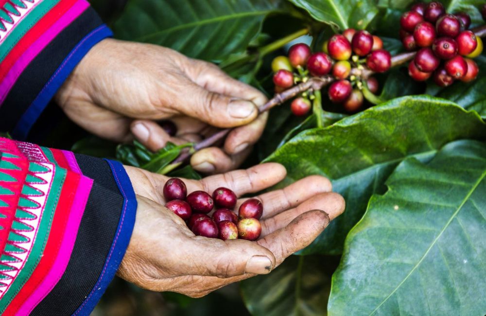 ¿Qué es el café proceso natural?