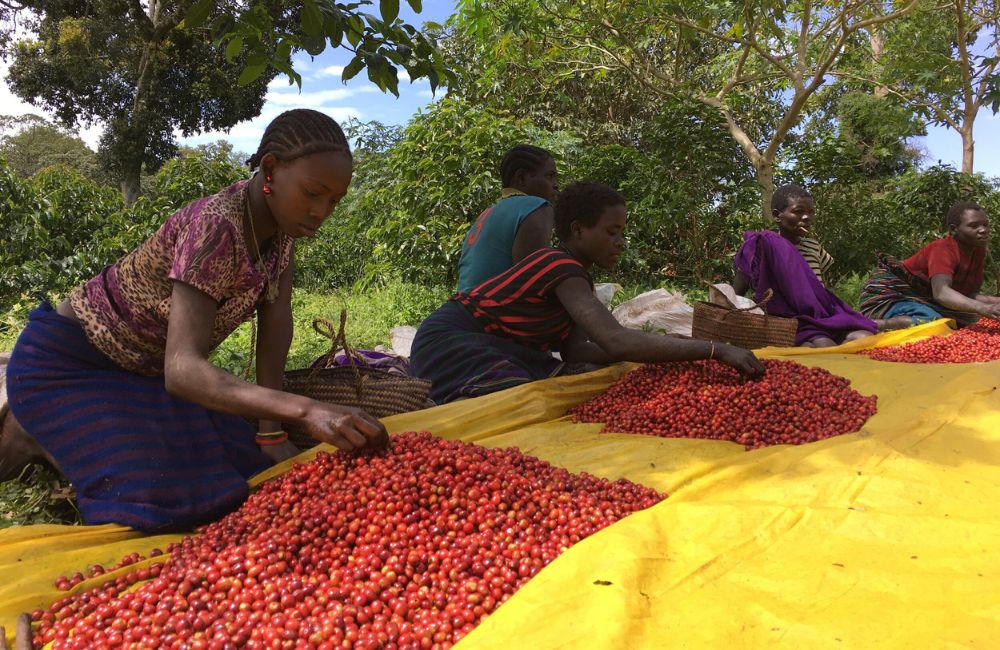 ¿Qué es el café proceso natural?
