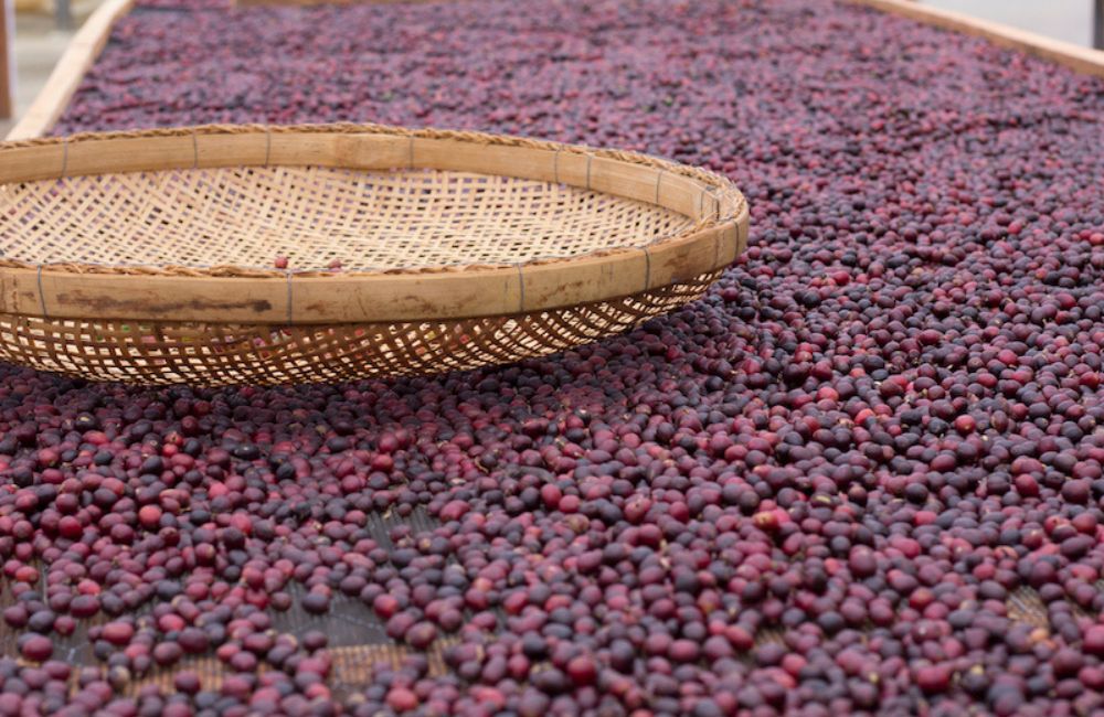 ¿Qué es el café proceso natural?