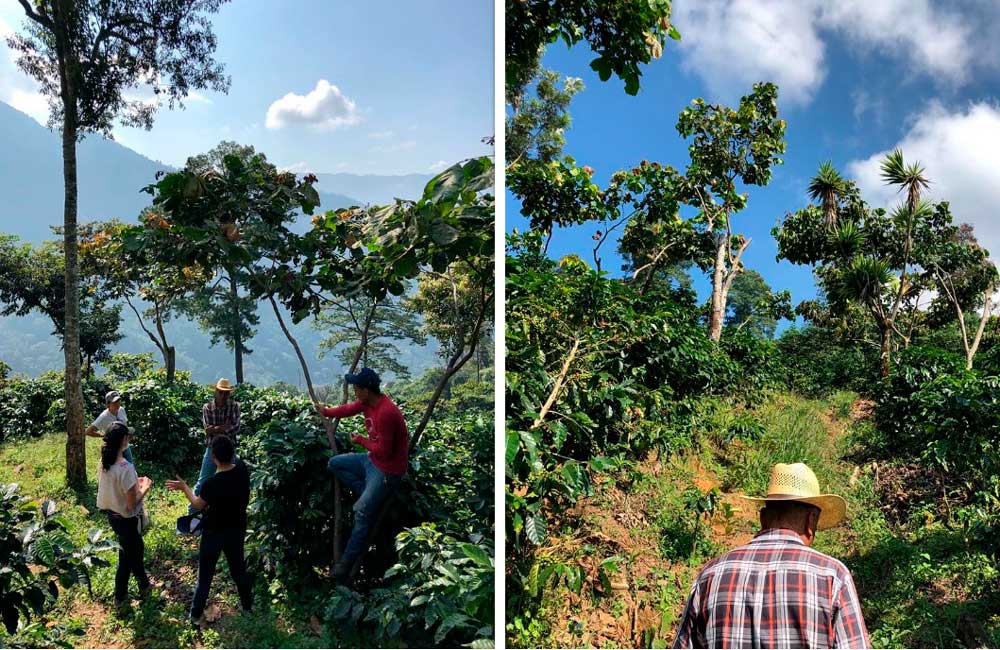 Blog Ineffable Coffee - Café Geisha Alto la estrella - Costa Rica