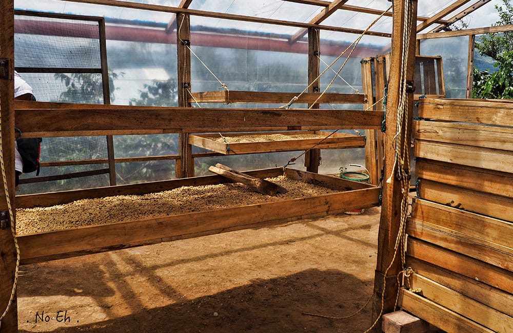 El Palto Mujeres Peru specialty coffee El Palto Mujeres Perú café de especialidad cosecha 2020