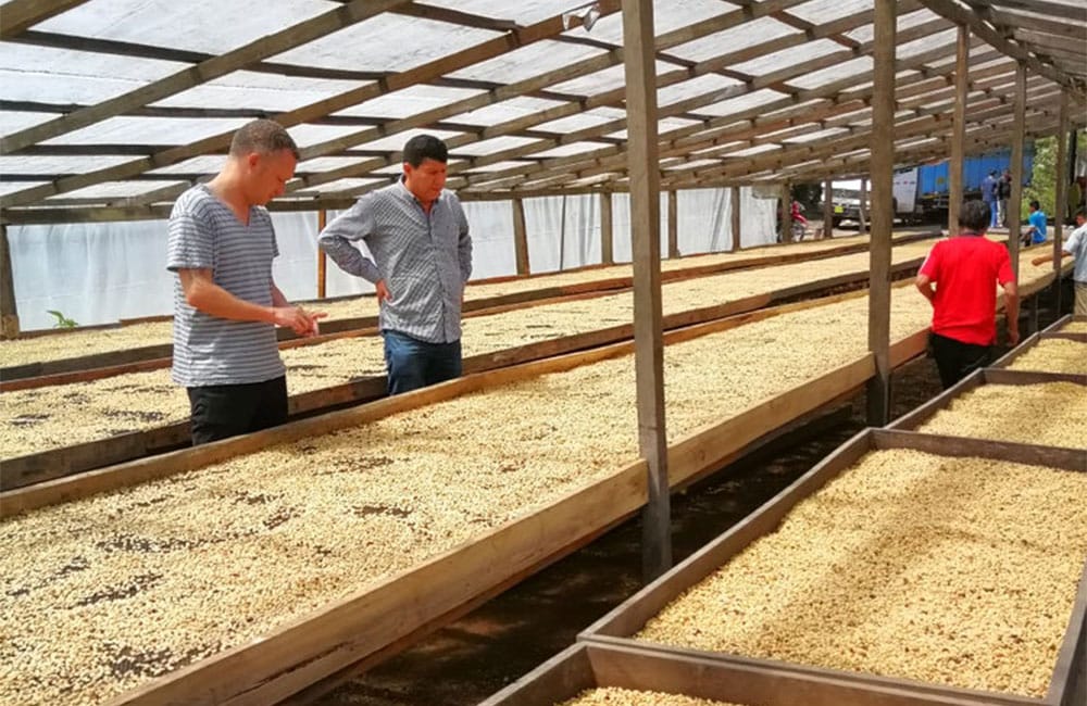 El Palto Mujeres Peru specialty coffee El Palto Mujeres Perú café de especialidad cosecha 2020