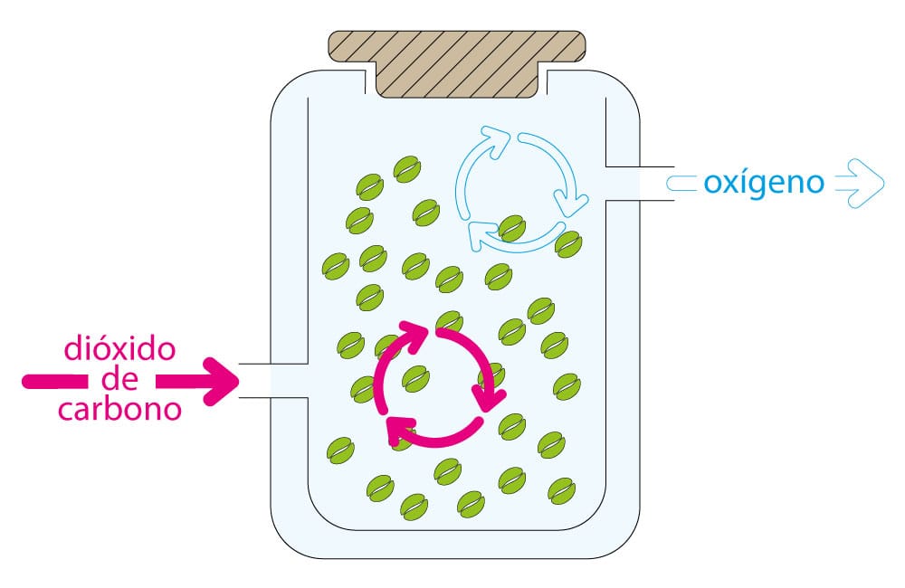 Fermentación anaeróbica del café. En Ineffable Coffee tenemos dos cafés de fermentación anaeróbica, uno de 48 horas y otro de 120 horas