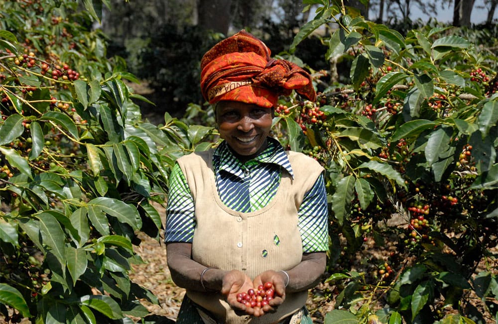 Un café de Acacia Hills en Tanzania a 1.800-1.900 msnm