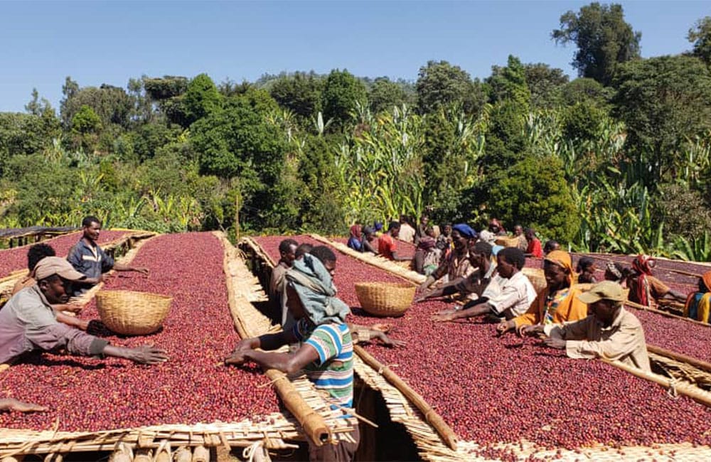 Boji un café procedente de Yirgacheffe a 2.100m.