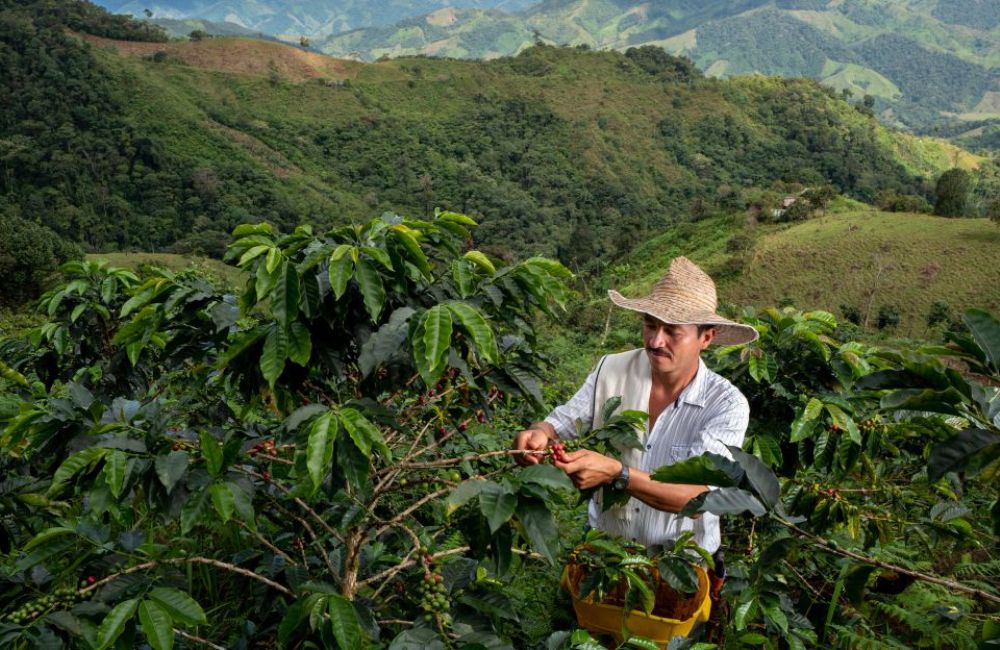 El café colombiano de especialidad está ganando peso en la industria del país.