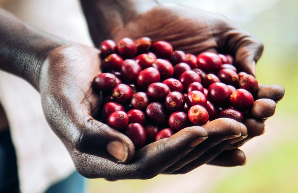 Cyato - Ruanda - Lavado. Cosecha 2021