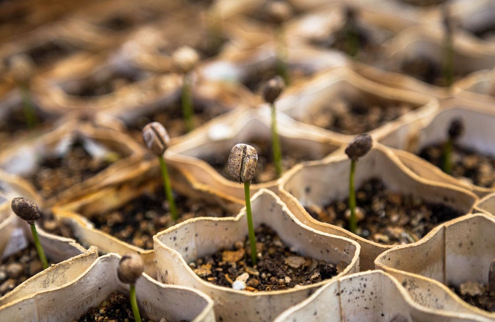 El café de calidad empieza en la plantación