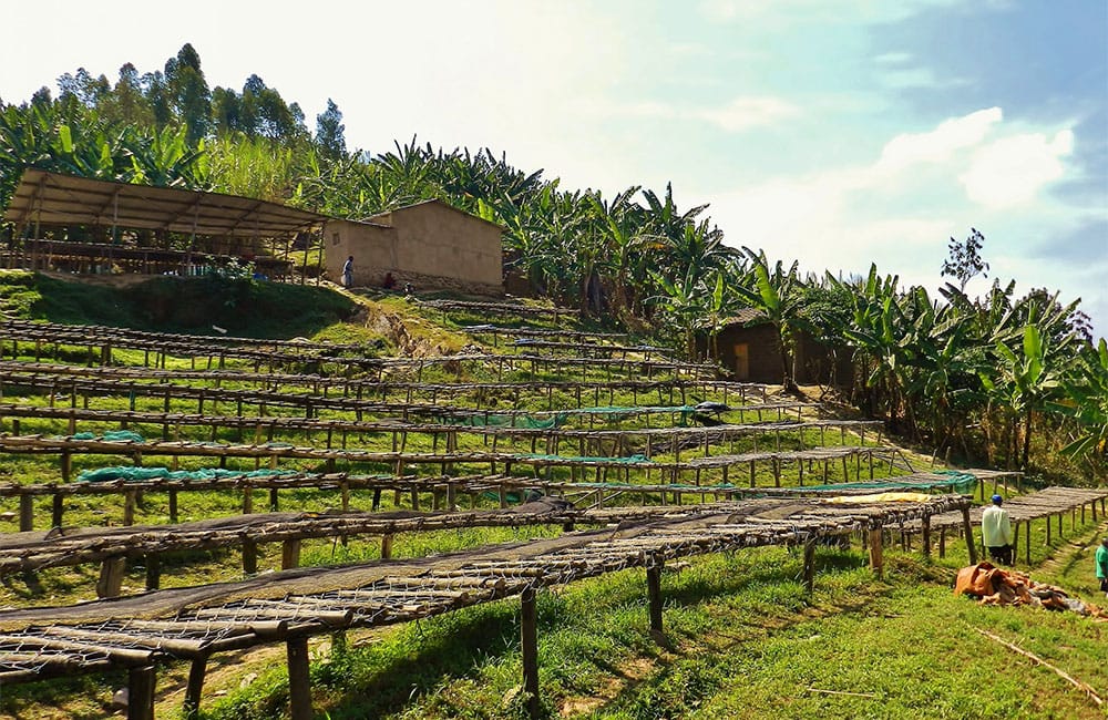 Plantación de café de especialidad en Matyazo, Ruanda