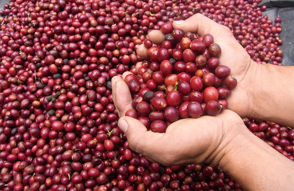 Qué es el café de finca y por qué lo deberías probar
