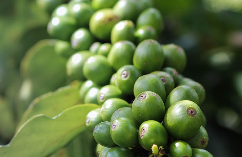 Las ventajas del Café de Finca