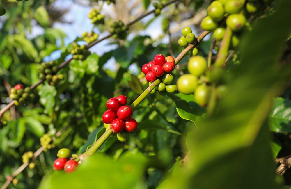 Qué es el café de finca y por qué lo deberías probar