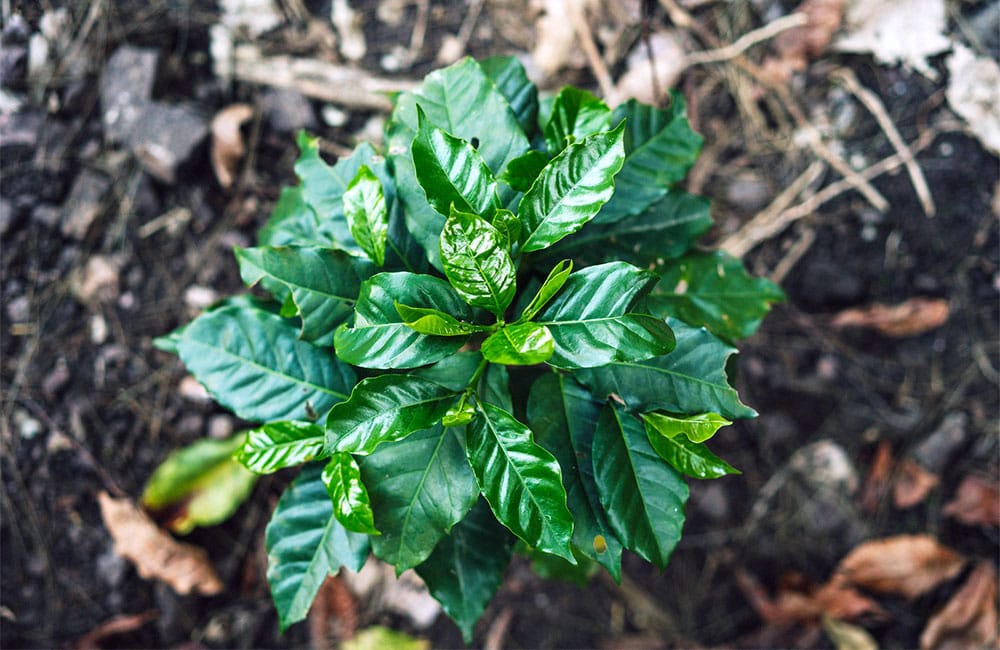 Qué es el café de finca y por qué lo deberías probar