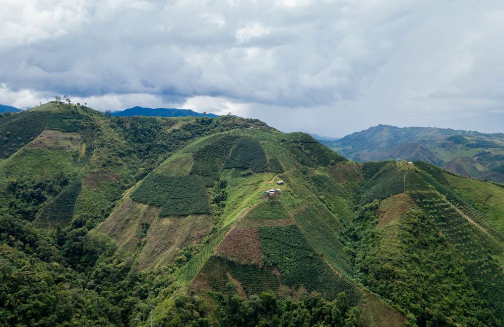 Café de Huila Colombia a 1700ms cultivado por Jose Gregorio Calderón