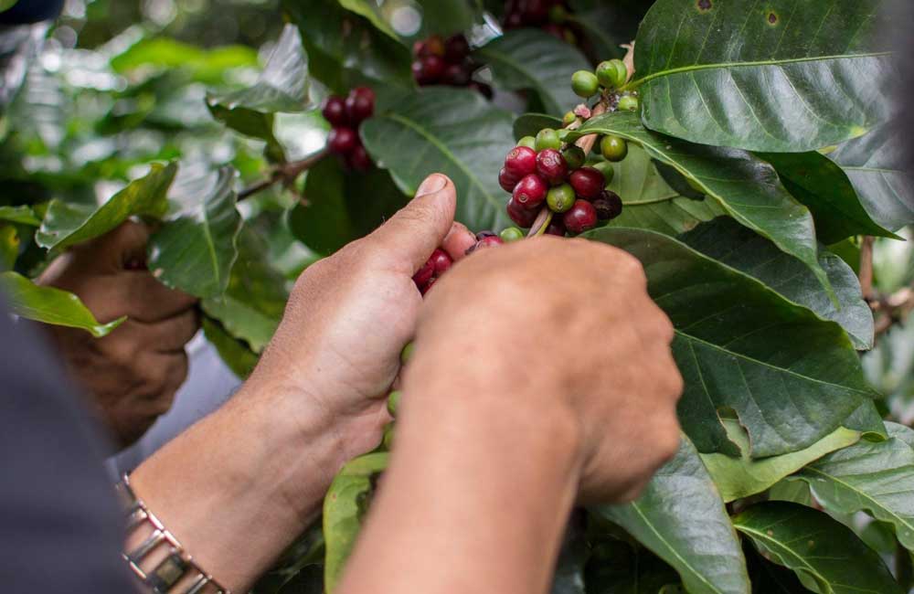 Café de Colombia El Rubí lavado. Imagen de la finca.