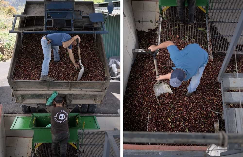 blog-ineffablecoffee-roasters-cafe-geisha-alto-la-estrella-02 Blog Ineffable Coffee - Café Geisha Alto la estrella - Costa Rica