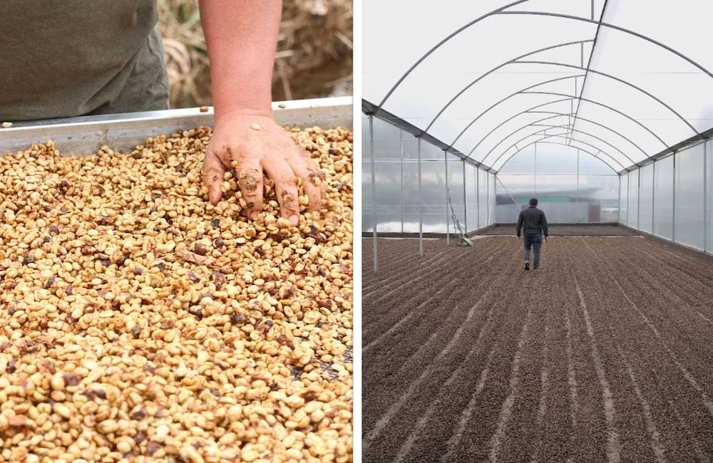 Blog Ineffable Coffee - Café Geisha Alto la estrella - Costa Rica