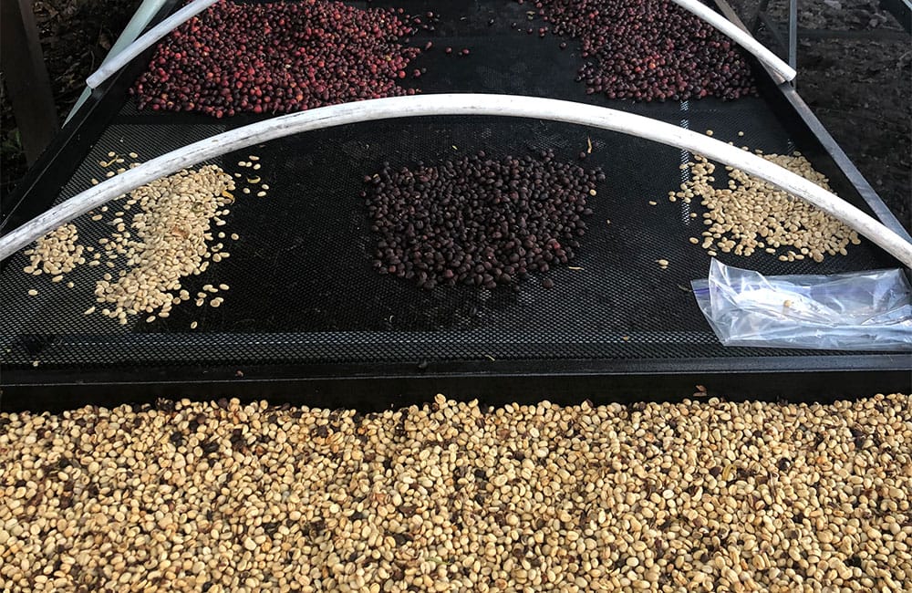 Blog Ineffable Coffee - Café Geisha Alto la estrella - Costa Rica