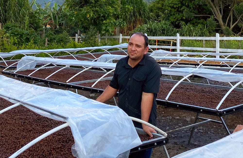 blog-ineffablecoffee-roasters-cafe-geisha-alto-la-estrella-08 Blog Ineffable Coffee - Café Geisha Alto la estrella - Costa Rica