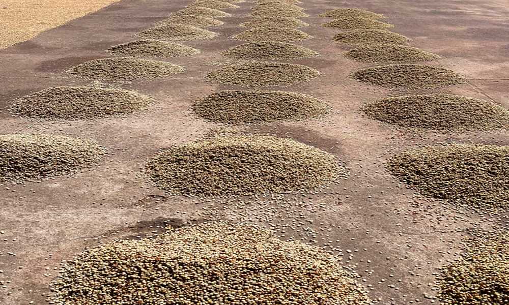 Café de India Meghal State de la montañas Baba Budangiri