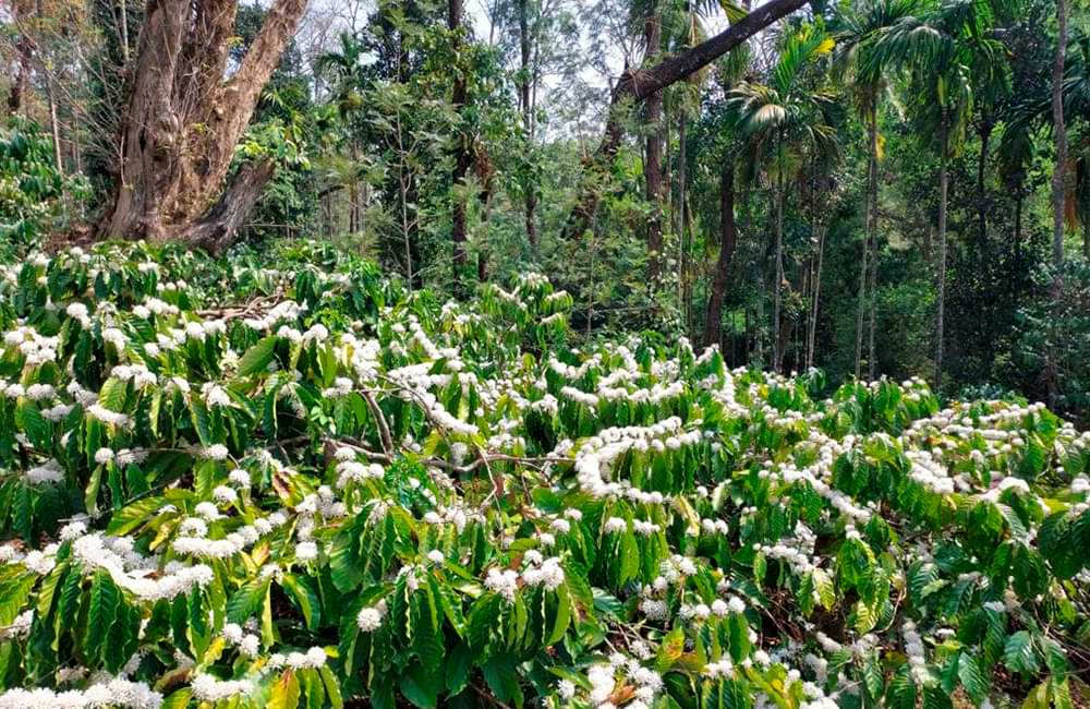 Café de India Meghal State de la montañas Baba Budangiri