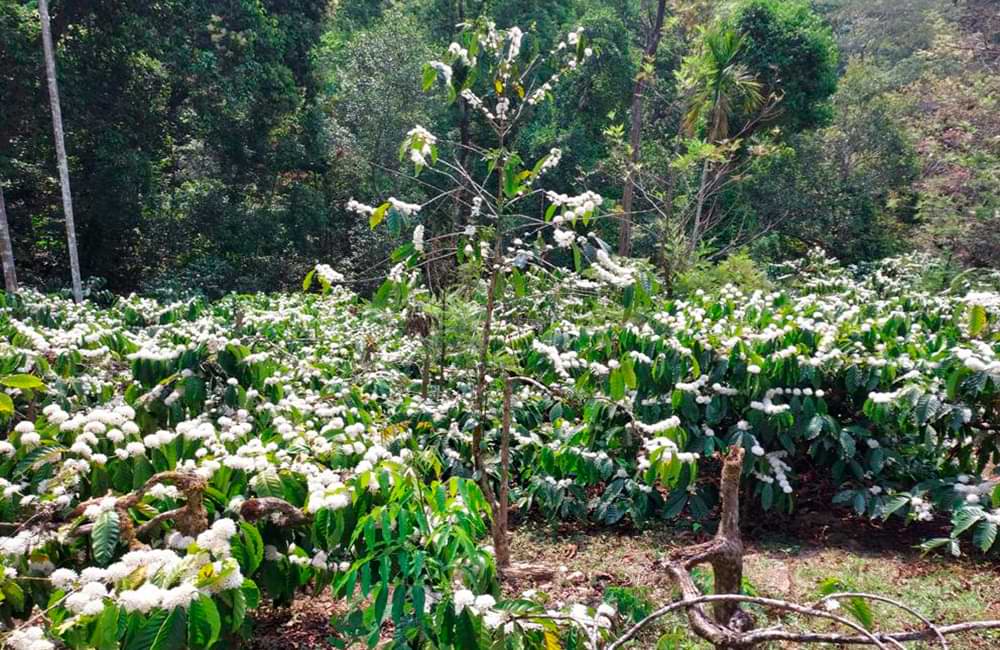 Café de India Meghal State de la montañas Baba Budangiri