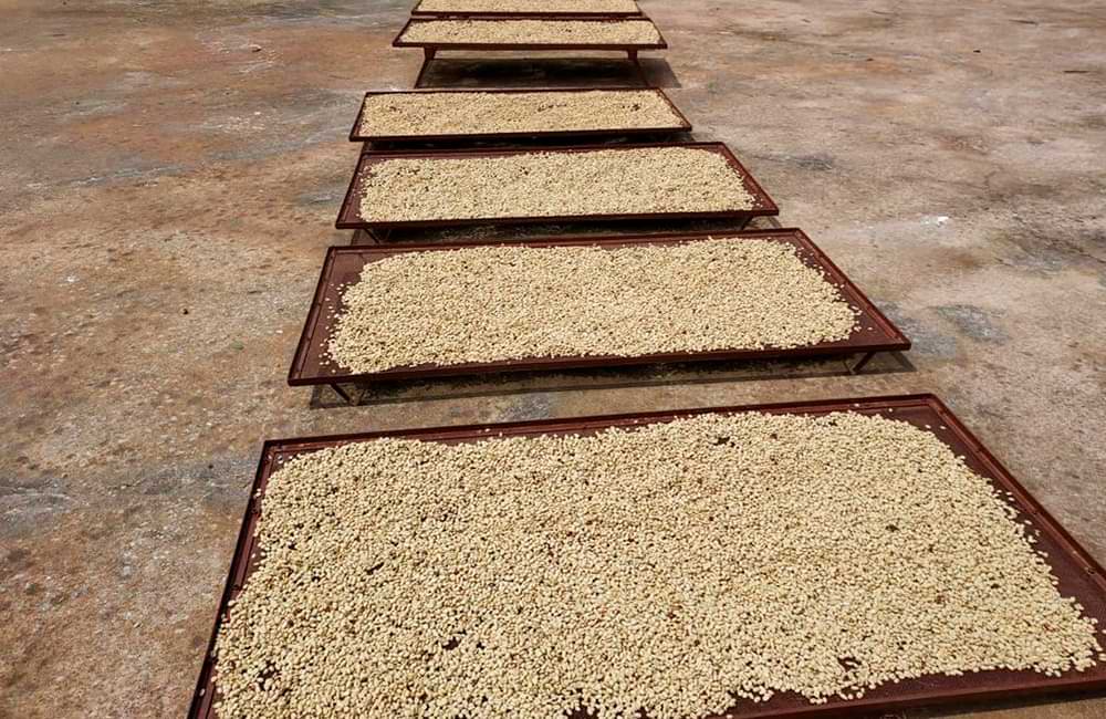 Café de India Meghal State de la montañas Baba Budangiri