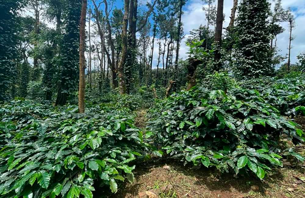 Café de India Meghal State de la montañas Baba Budangiri