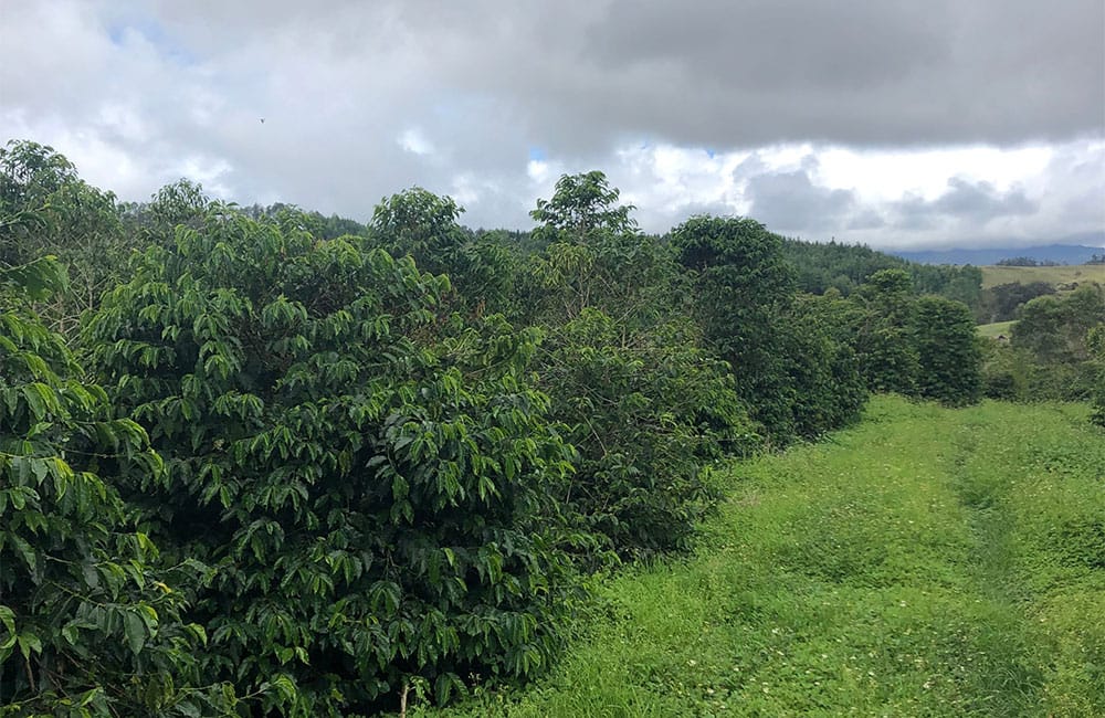 Lamari un café que viene de las antípodas a 1.700 msnm. Lamari un café que viene de las antípodas a 1.700 msnm.