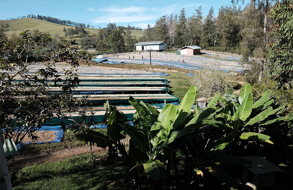 Lamari un café que viene de las antípodas a 1.700 msnm. Lamari un café que viene de las antípodas a 1.700 msnm.