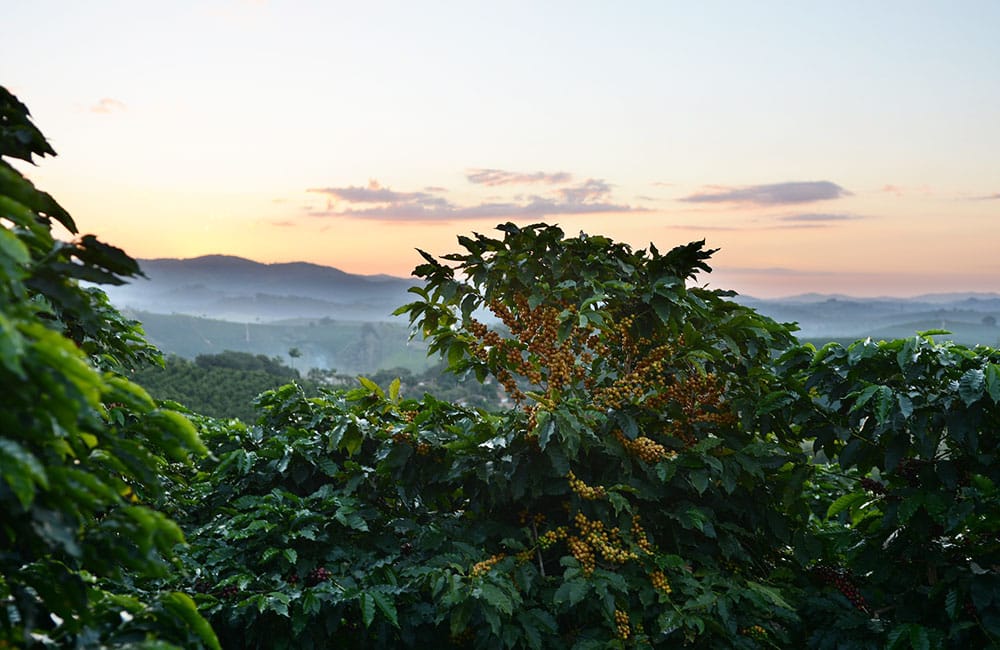 Café anaeróbico de especialidad del Volcán de Santa Ana