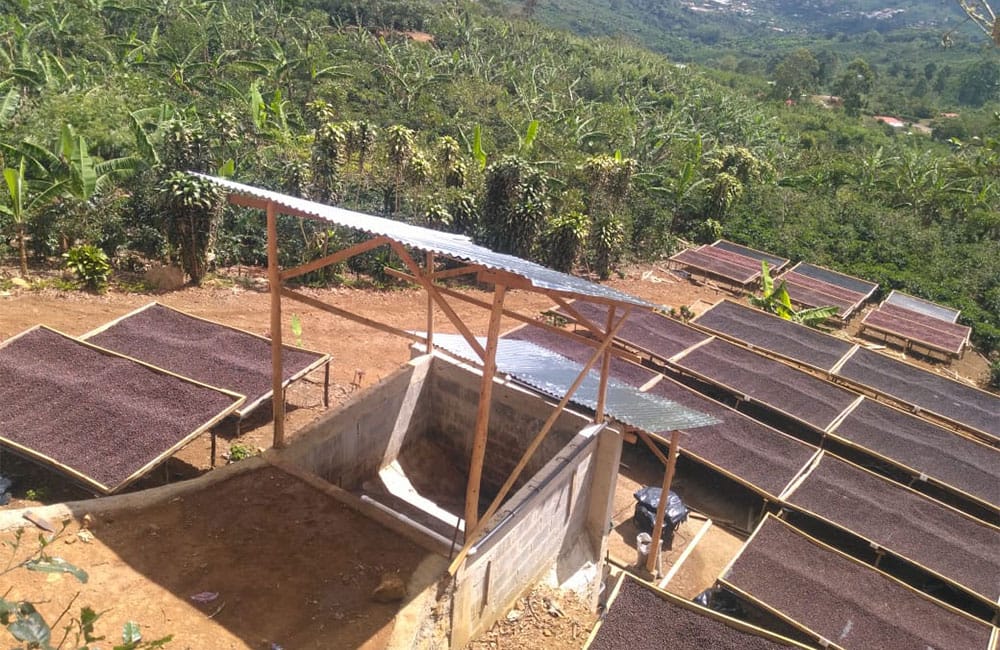 Un café natural dulce y tropical de Romario Umaña en Tarrazú
