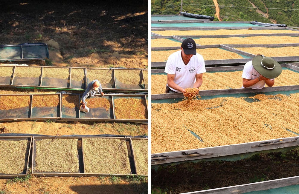 Red Catuaí de la reconocida finca Santa Rosa 1900