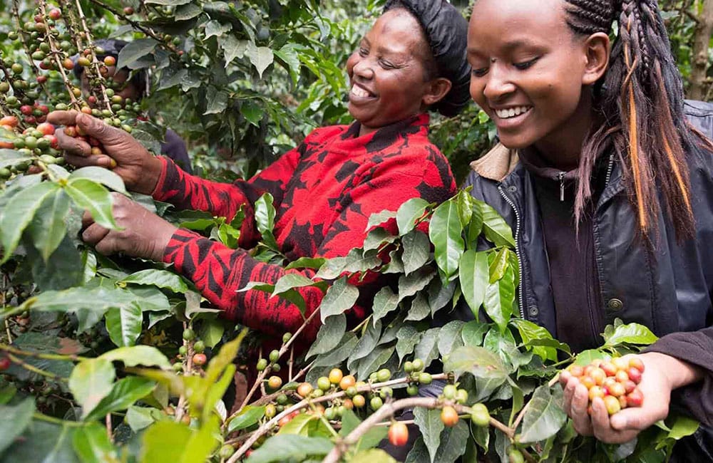 Gibirinna 74110 de la estación de lavado Shoondhisa