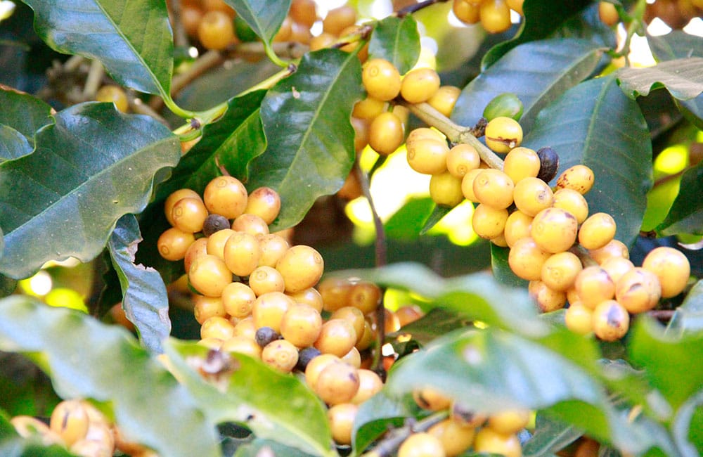 Café São Silvestre Carbonic 168h de Brasil un café de competición Café São Silvestre Carbonic 168h de Brasil un café de competición