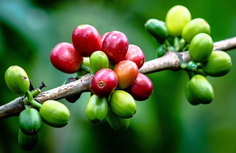 Cerezas de café verde en el cafeto