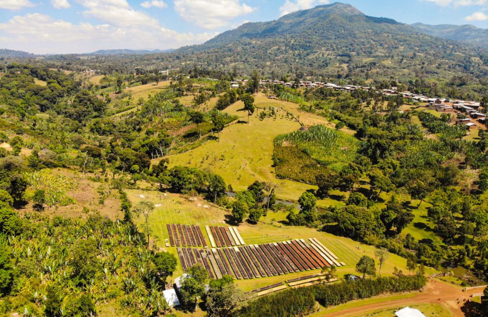 blog-ineffablecoffee-roasters-etiopia-keramo-lavado-04 Finca de café de especialidad de Etiopía