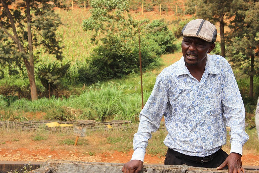 Karindundu AB un café de altura del Monte Kenia. Karindudu es una de las cuatro estaciones de lavado de la Sociedad Cooperativa Barichu