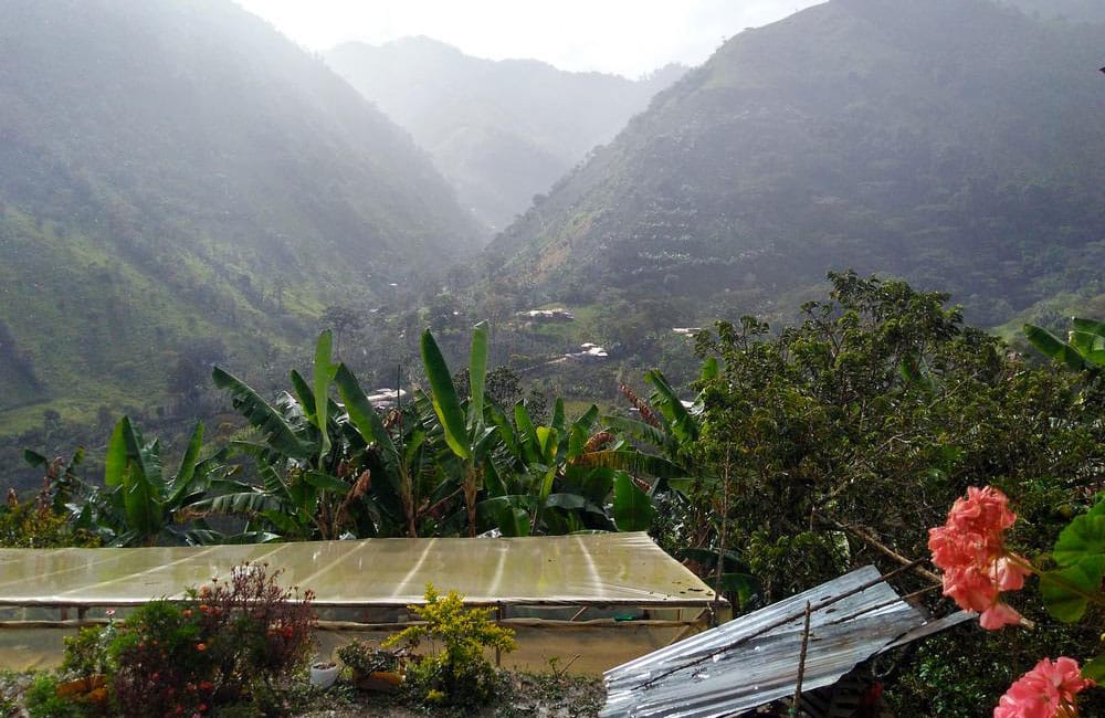 Pink Bourbon de la finca Las Delicias en Colombia