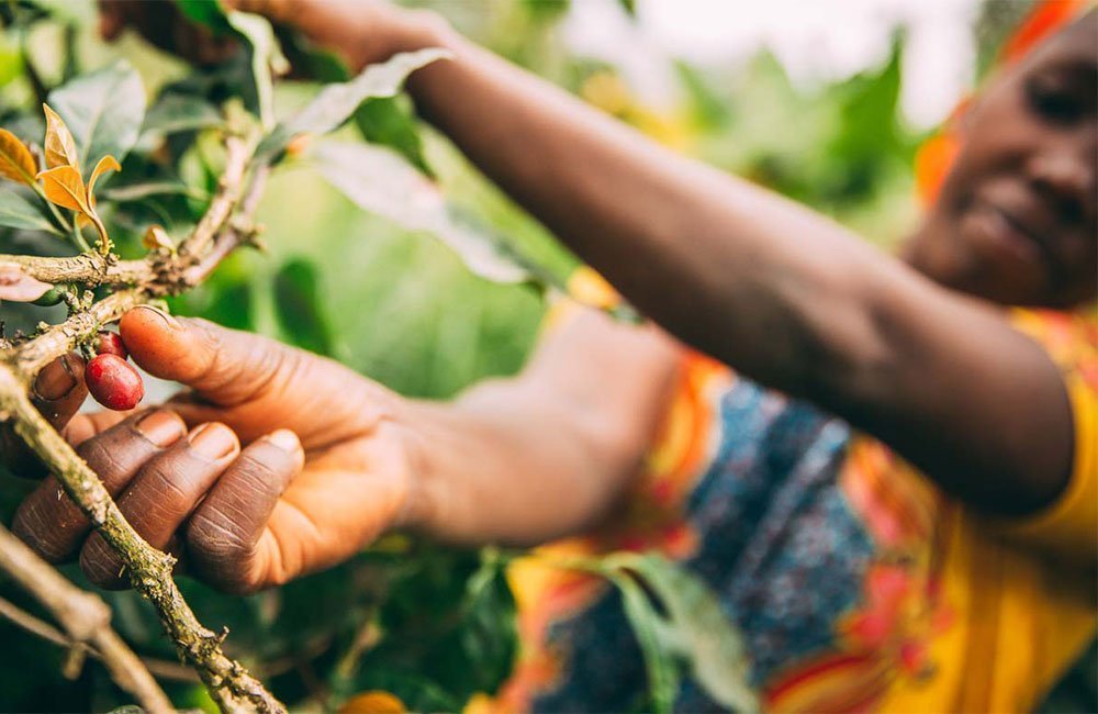 Muchagara AB una de las estaciones de lavado más antiguas de Kenia a 1.800 msnm. Grosella, mermelada de fresa, floral.