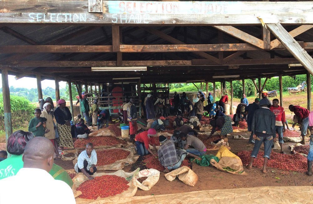 Muchagara AB una de las estaciones de lavado más antiguas de Kenia a 1.800 msnm. Grosella, mermelada de fresa, floral.