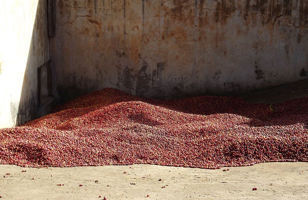 Roi AB un café de Kenia de suelo volcánico