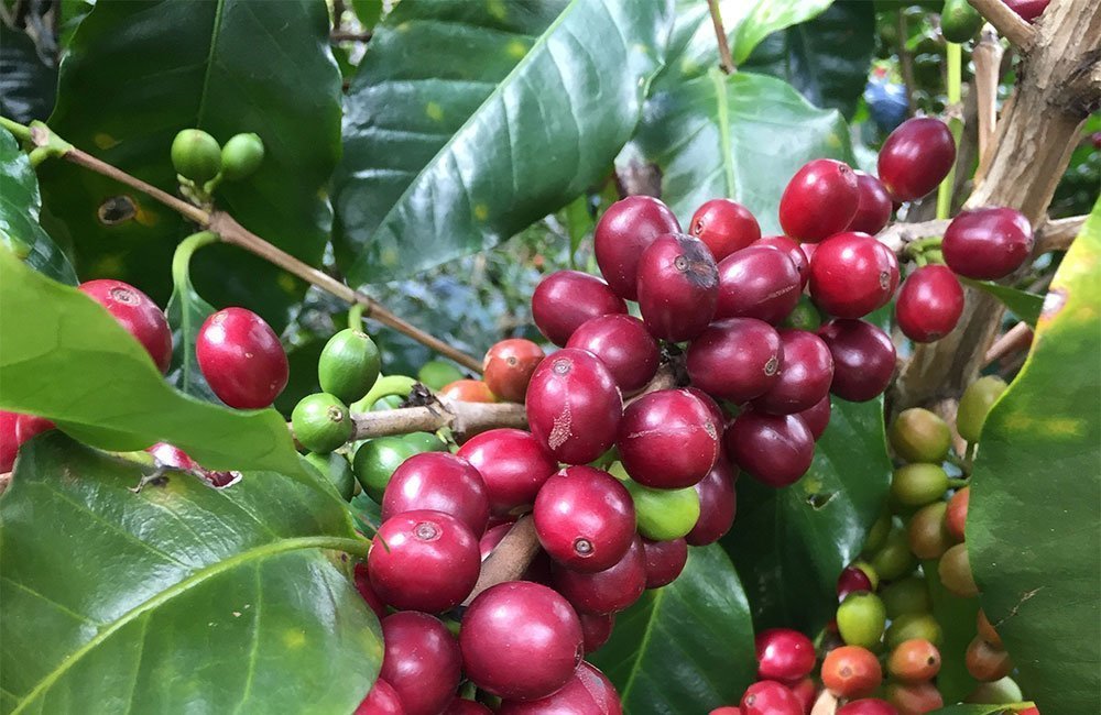 San Francisco equilibrado y dulce de la Cordillera Central de Costa Rica. Finca es propiedad de Edgar Fallas Solís, su esposa y su hijo.